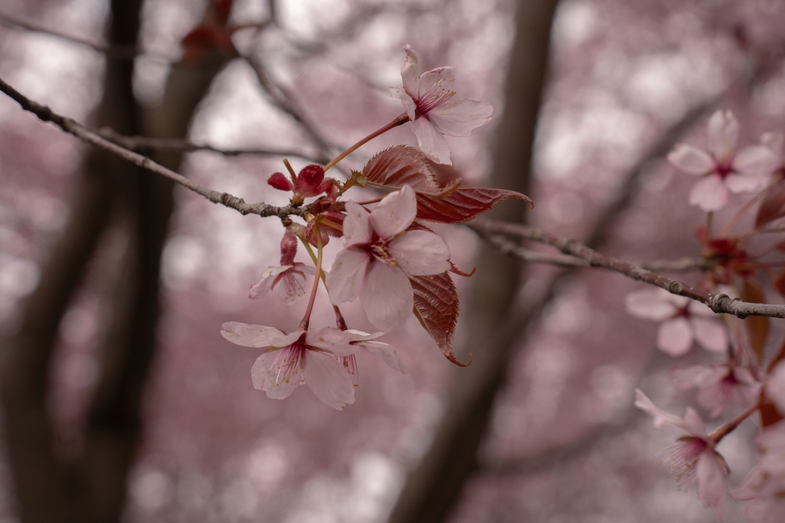 Roihuvuoren kirsikkapuisto