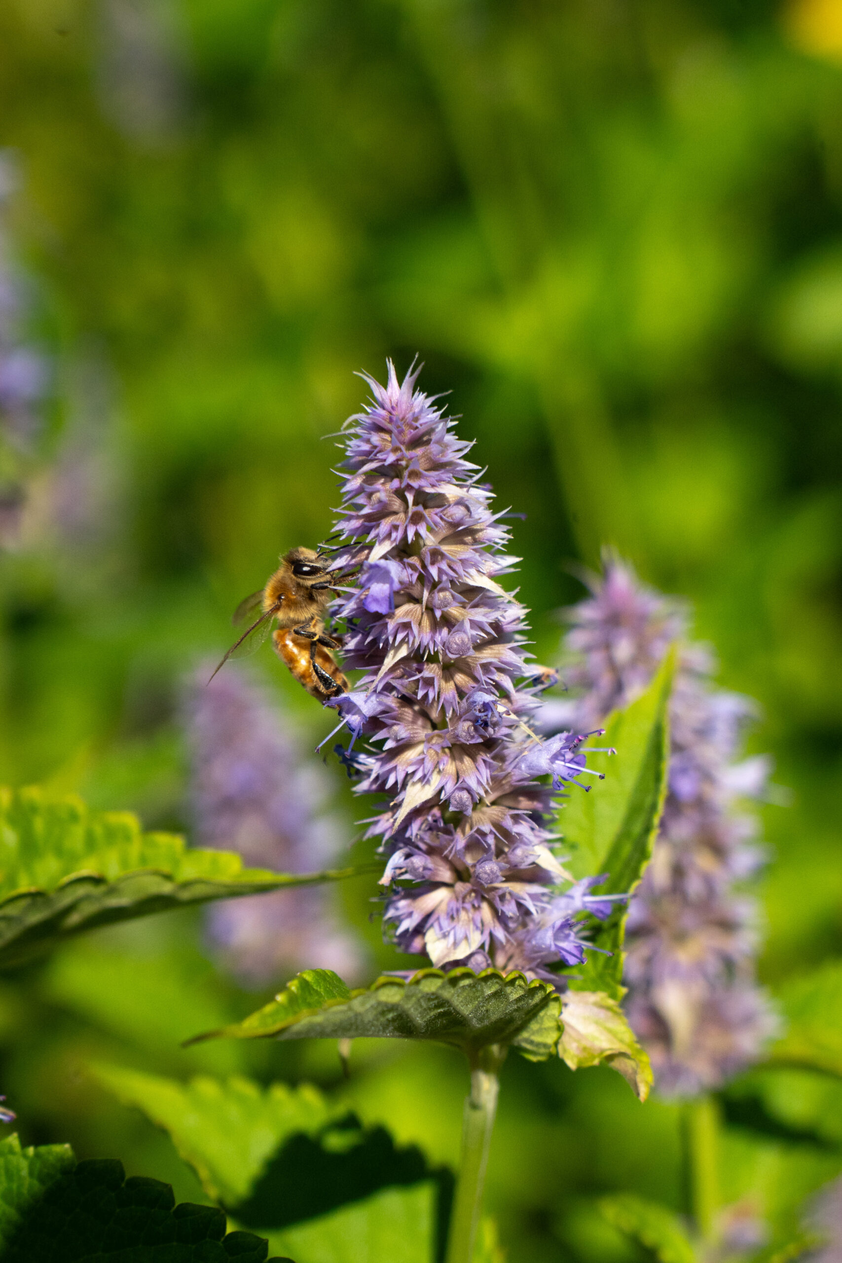 Kaisaniemen kasvitieteellinen puutarha